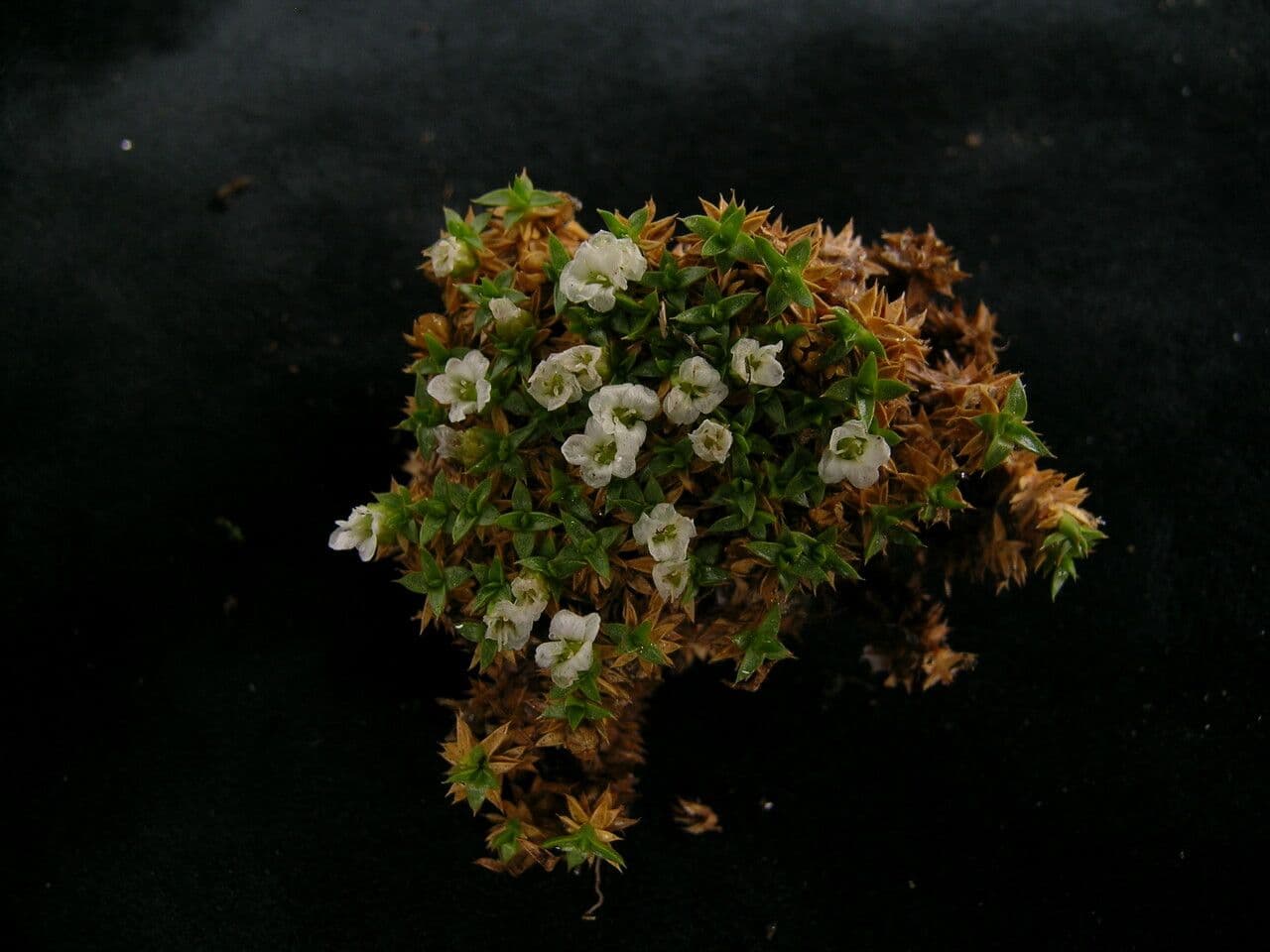 Piaskarka 2