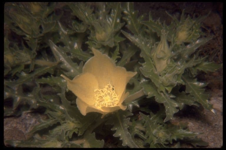 Mentzelia involucrata 3
