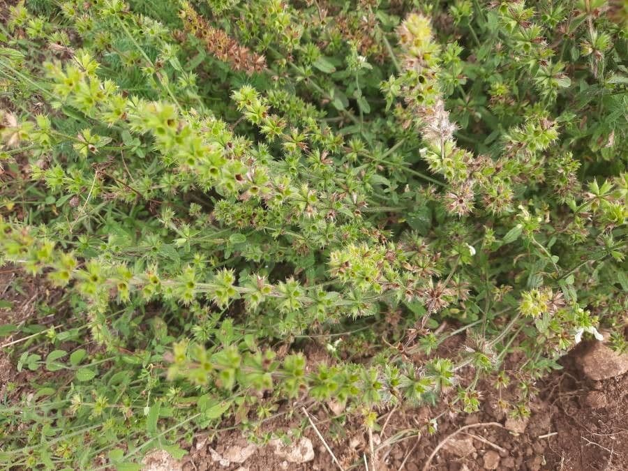 Berg-Gottesgnadenkraut 6