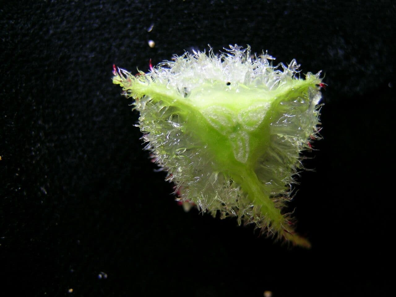 Begonia dipinta 5