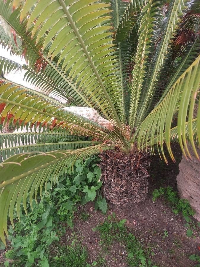 Dioon 8