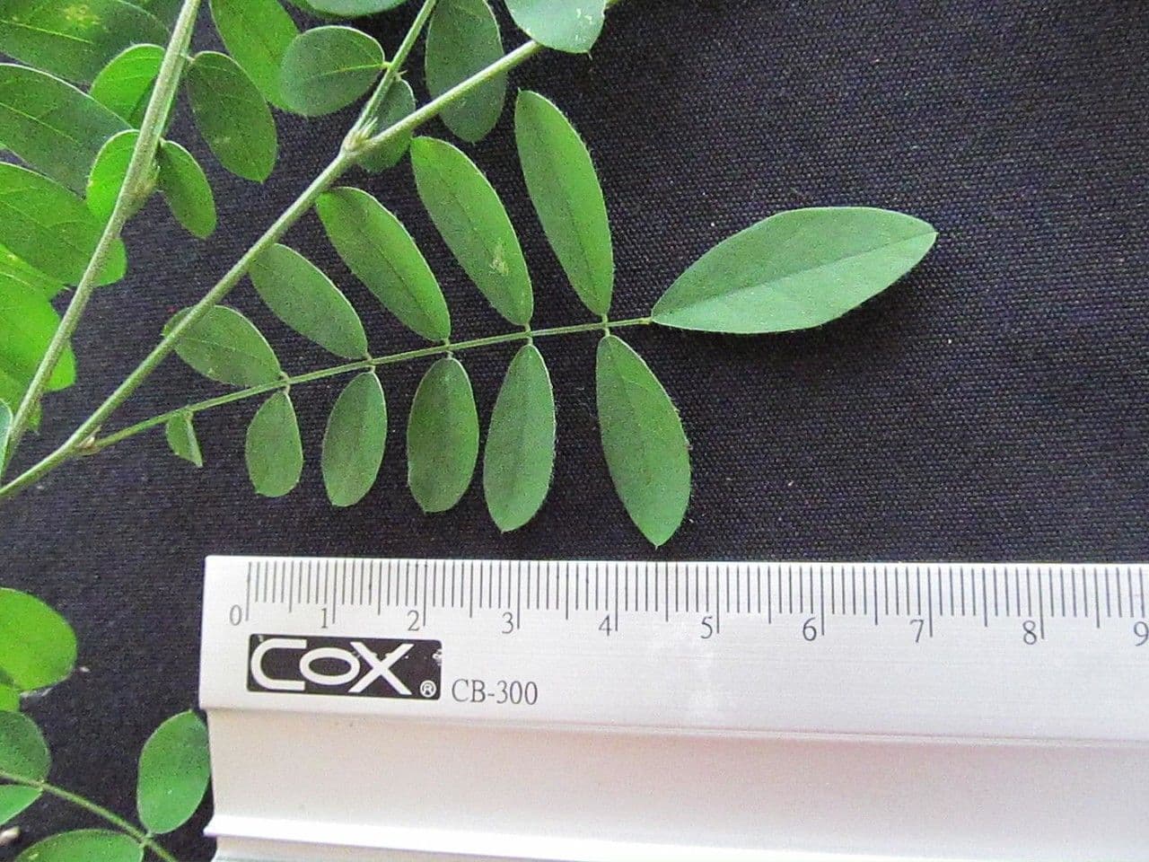 Coursetia caribaea 21