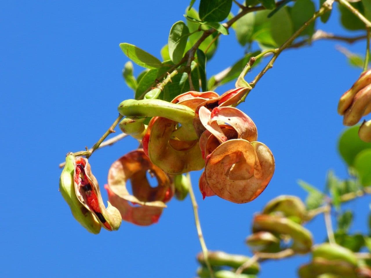 Tamarindo dolce 2