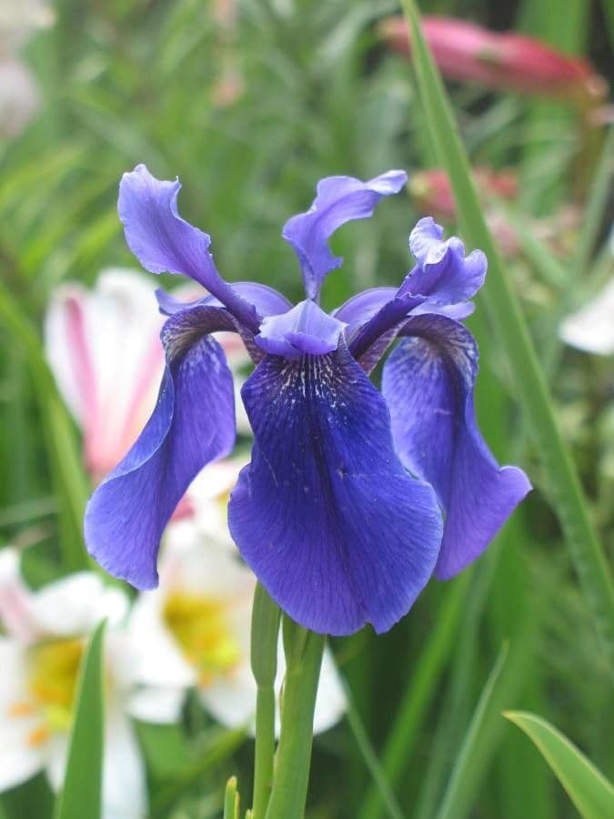 Iris 4