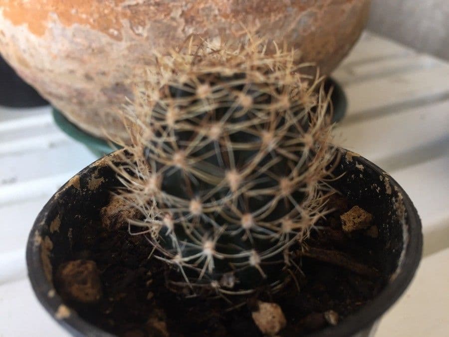Coryphantha 3