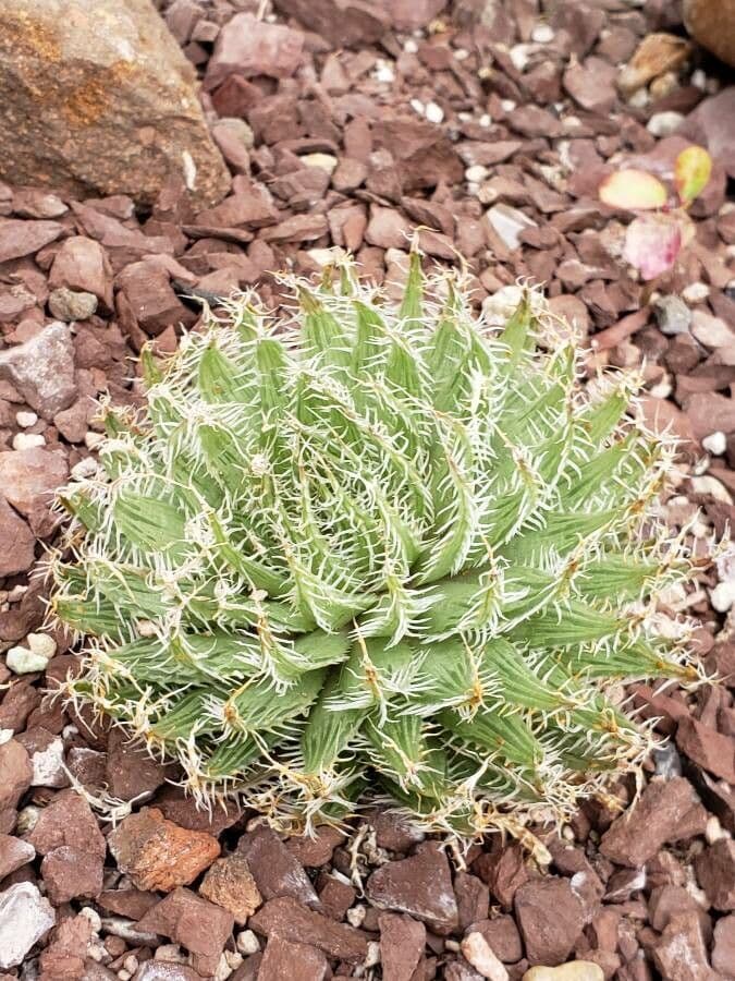 Haworthia