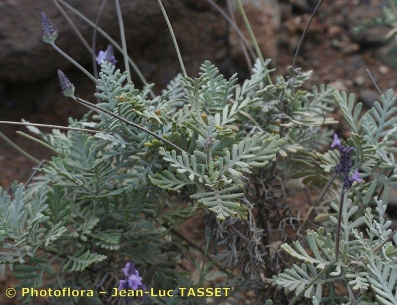 Lavendel 8