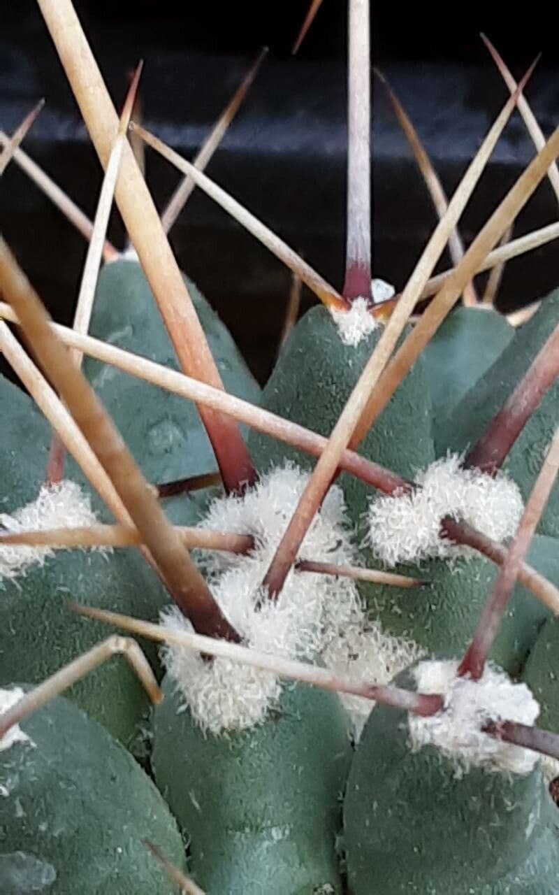 Thelocactus 4