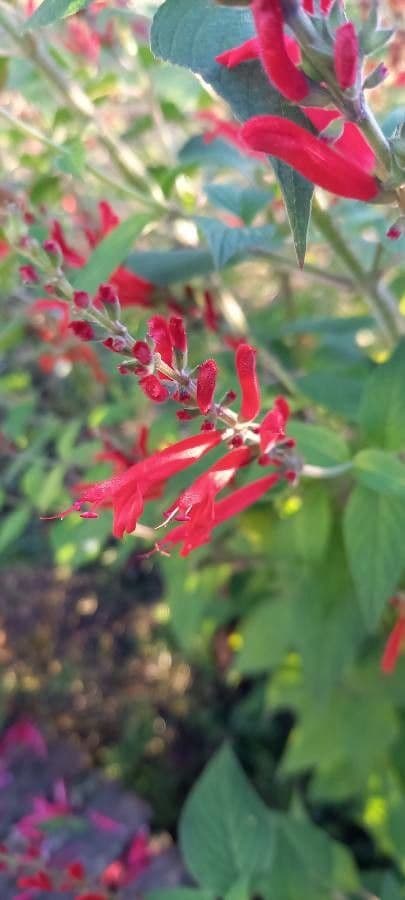 Salvia ananas 4