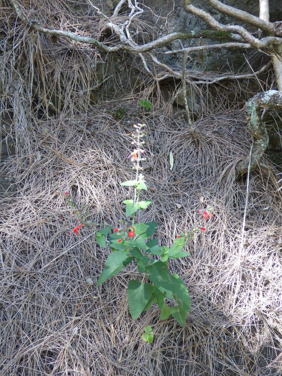Salvia scarlatta 11