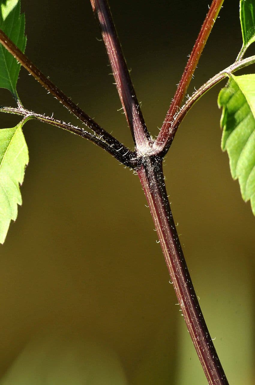 Bidens vulgata 21
