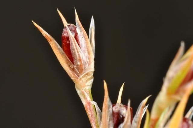 Giunco 3