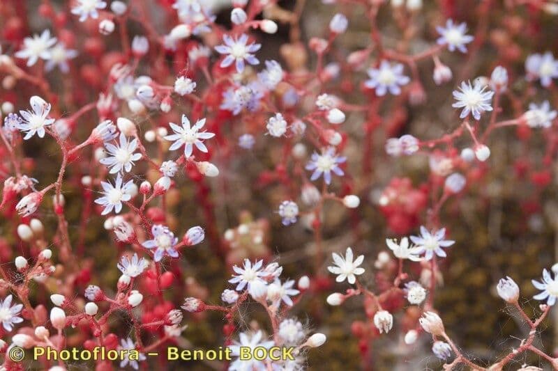 Borracina cerulea 20