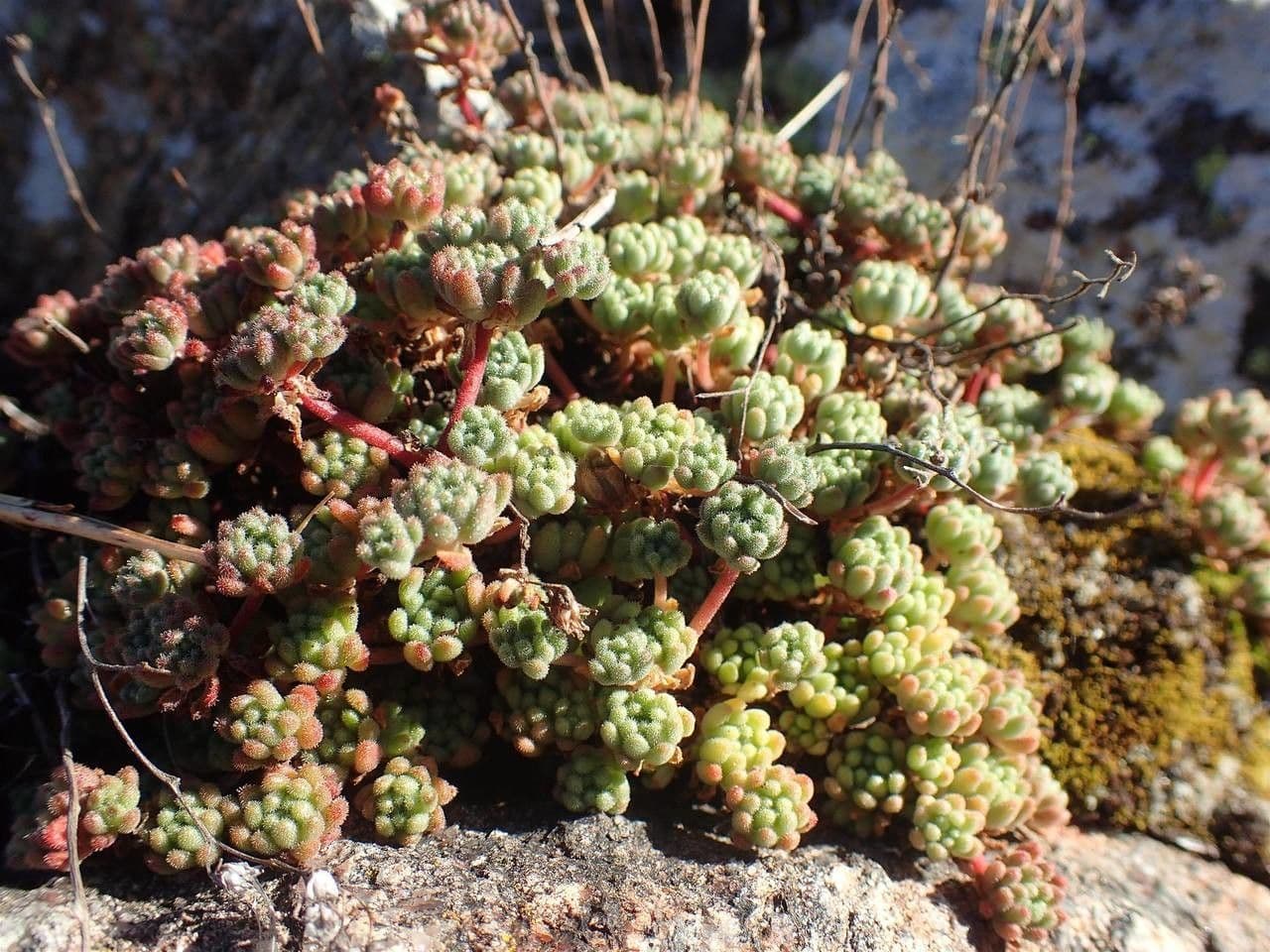 Sedum 11