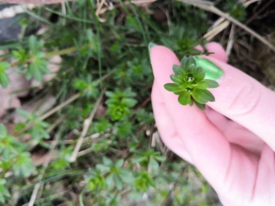 Rubia glauca 20