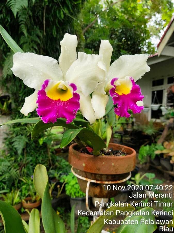 Cattleya 5