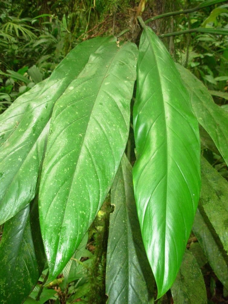 Philodendron 2