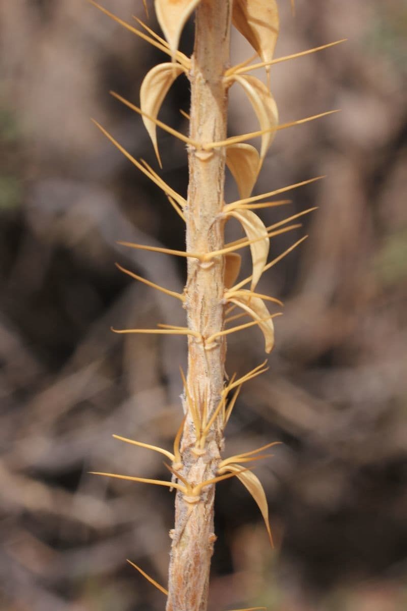 Chuquiraga 22