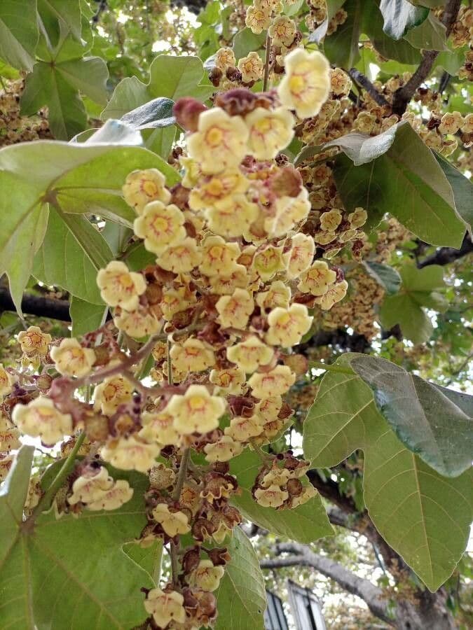 Sterkúlia bezkvetá 8