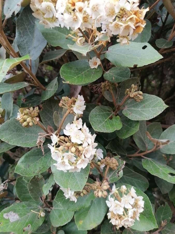 Feigenblättrige Dombeya 6