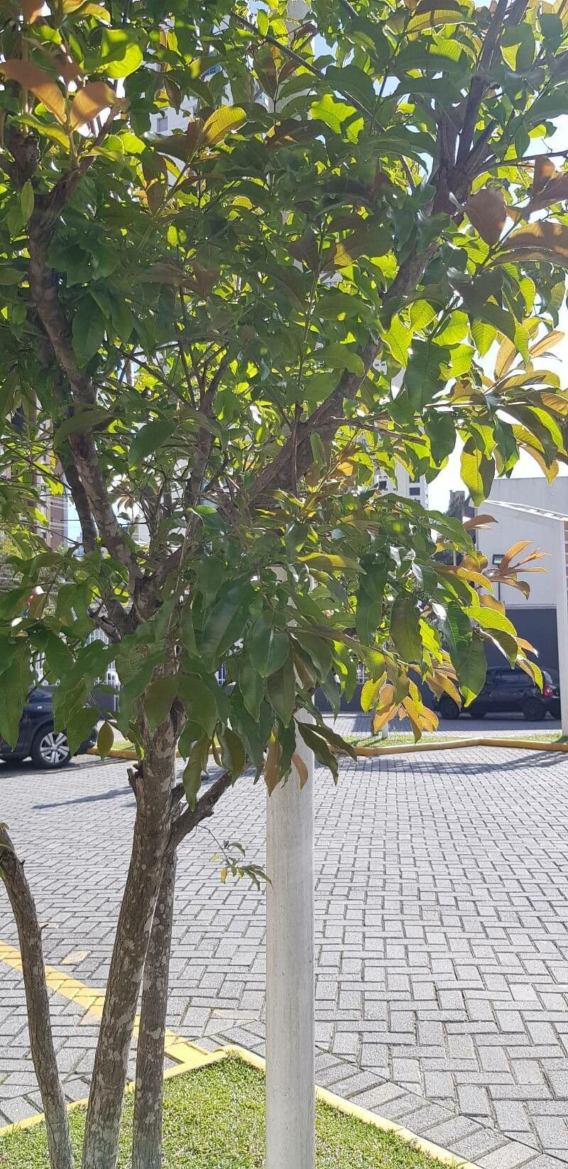 Lafoensia 18