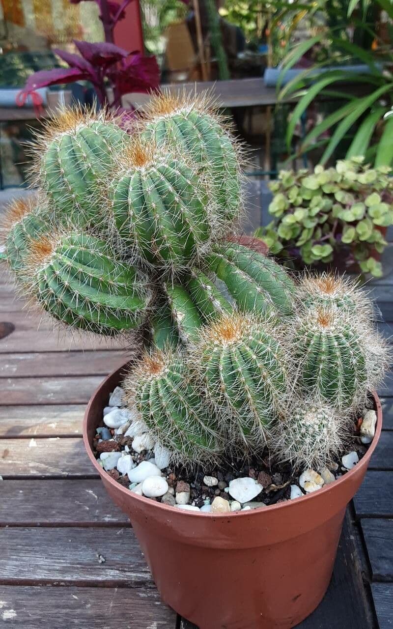 Parodia 13
