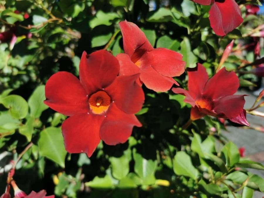 Mandevilla 4