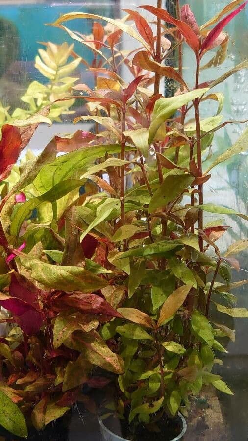 Alternanthera sessilis 17