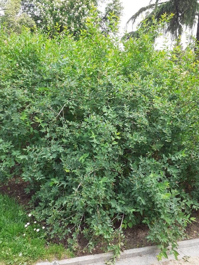 Caprifoglio tatarico 14