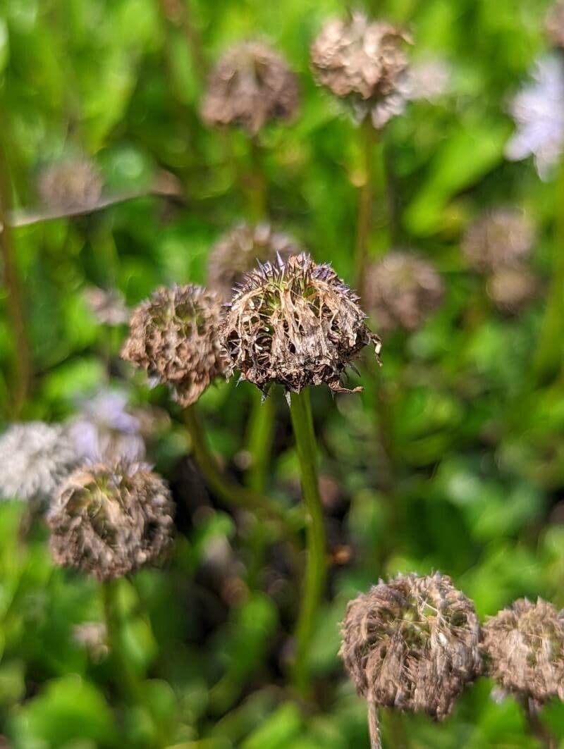 Globularia 2