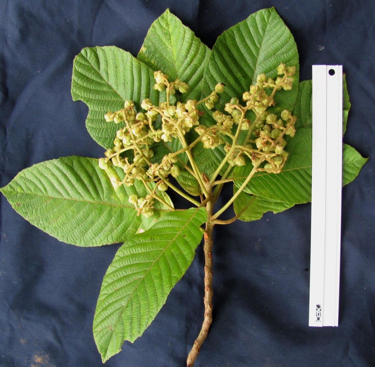 Saurauia 19