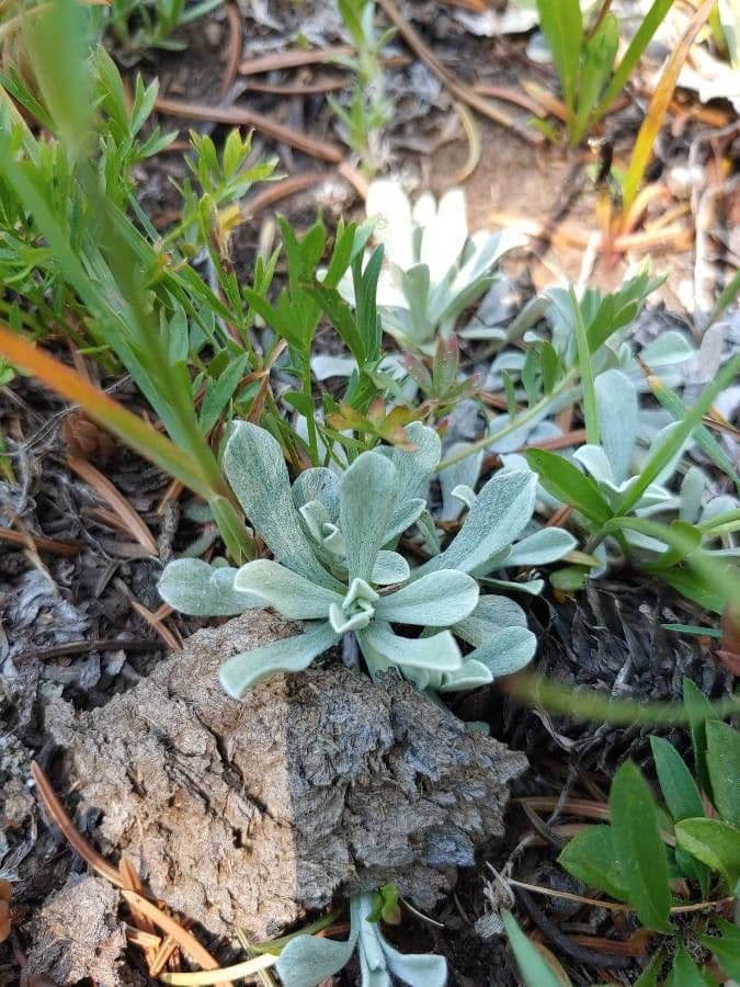 Antennaria alpina 13