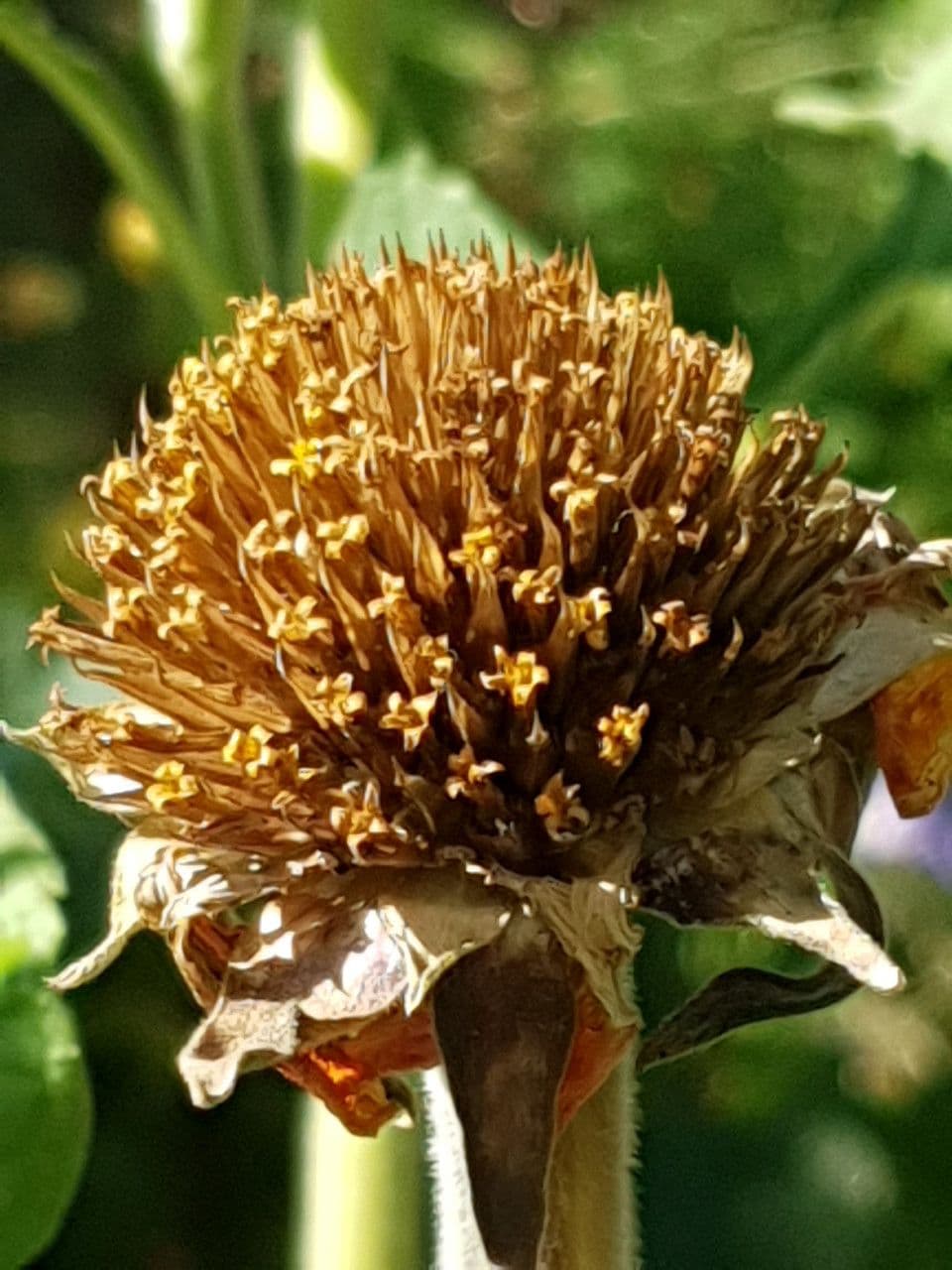 Tithonia rotundifolia 5