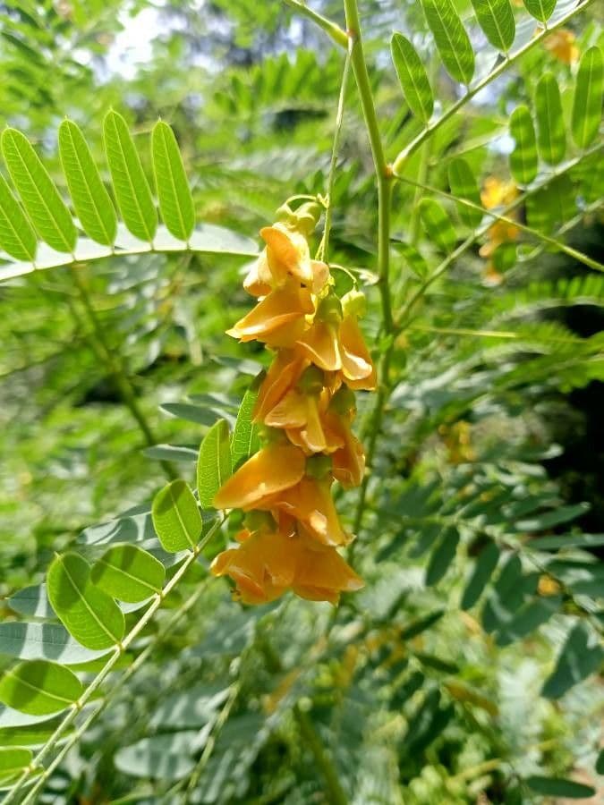 Sesbania drummondii 6