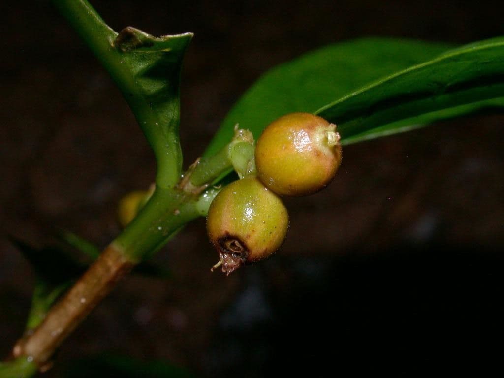 Eumachia 3
