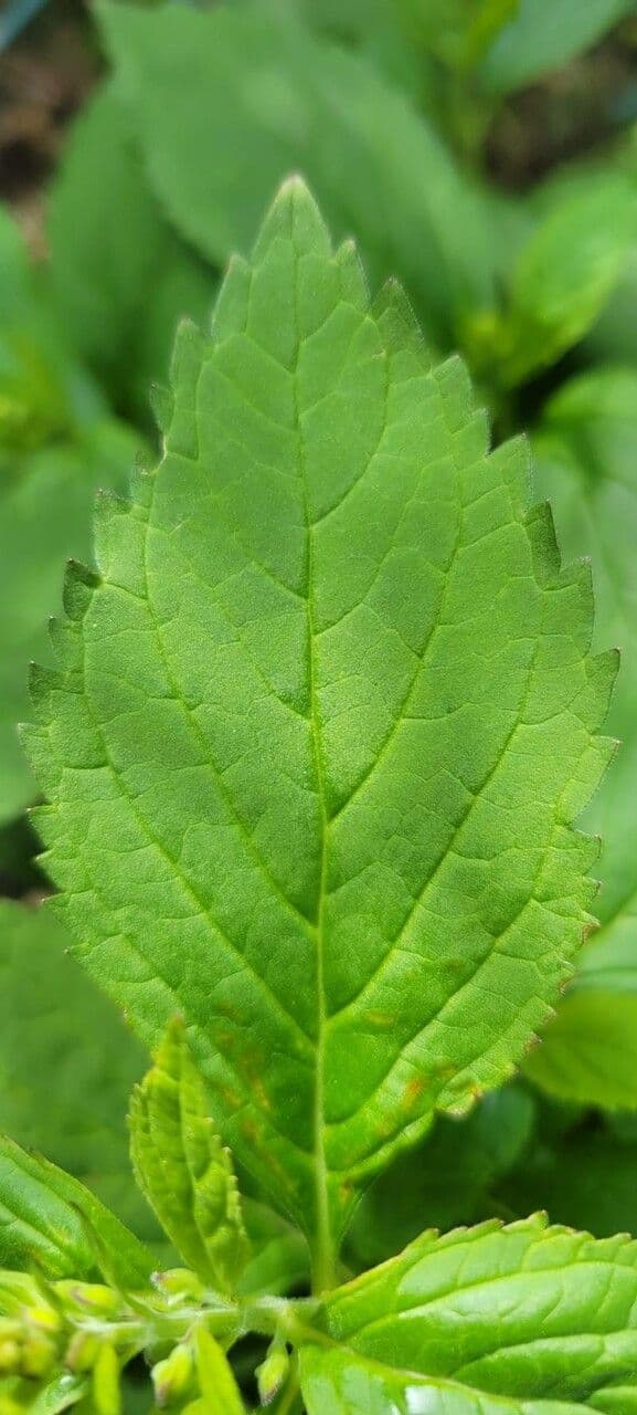 Scutellaria 13
