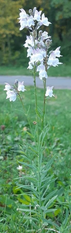 Linaria strisciante 11
