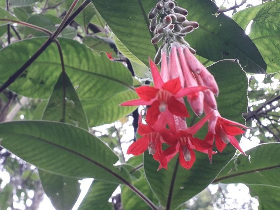 Fuchsien 8