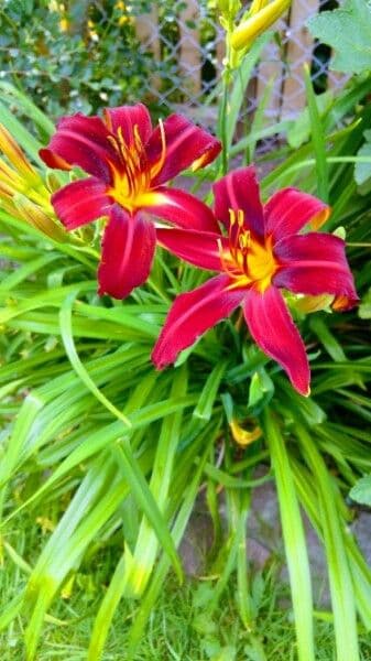Emerocallide fulva 9