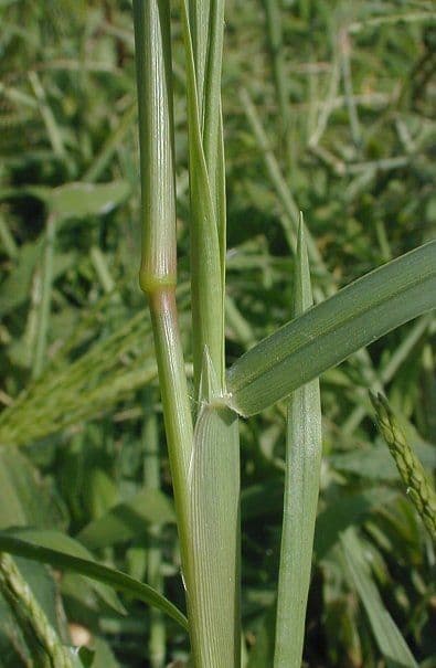 Cenchrus longispinus 19