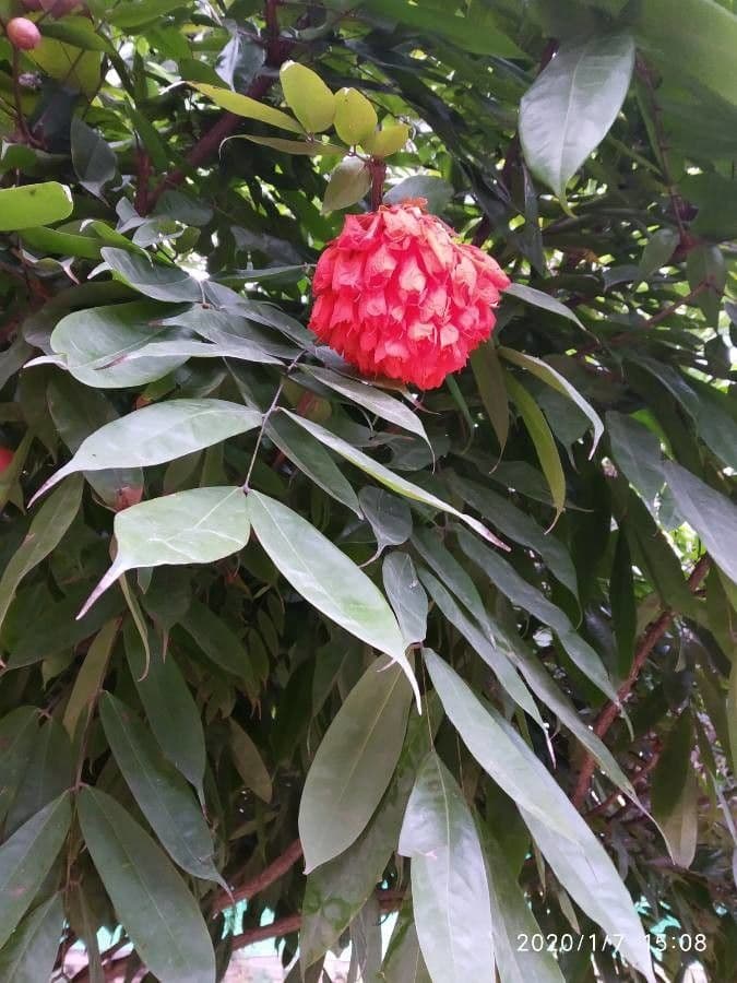 Brownea ariza 4