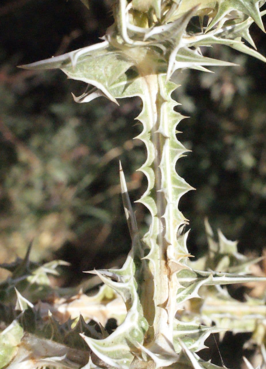 Girasole maculato 24
