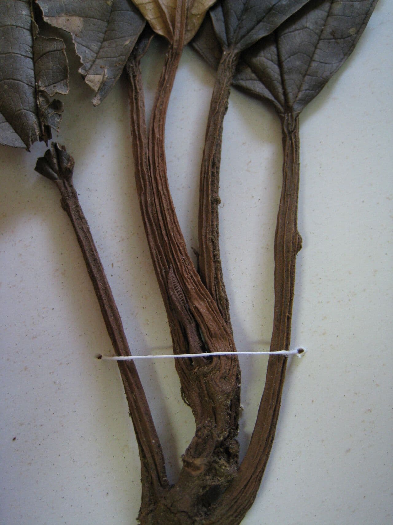 Miconia elata 14