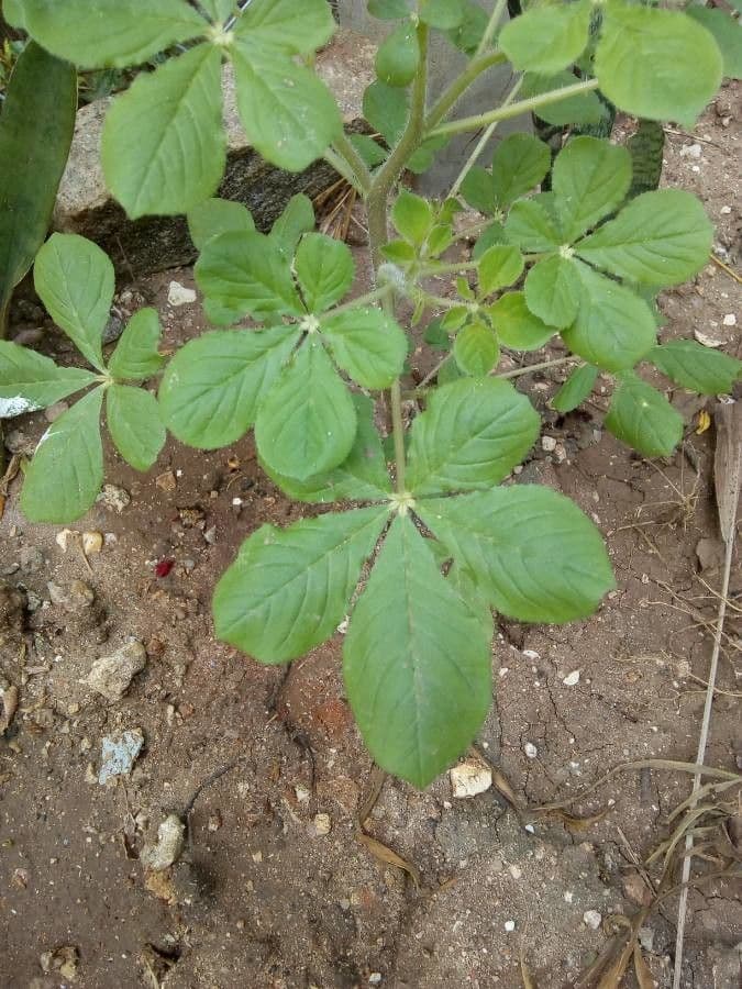 Cleome 20