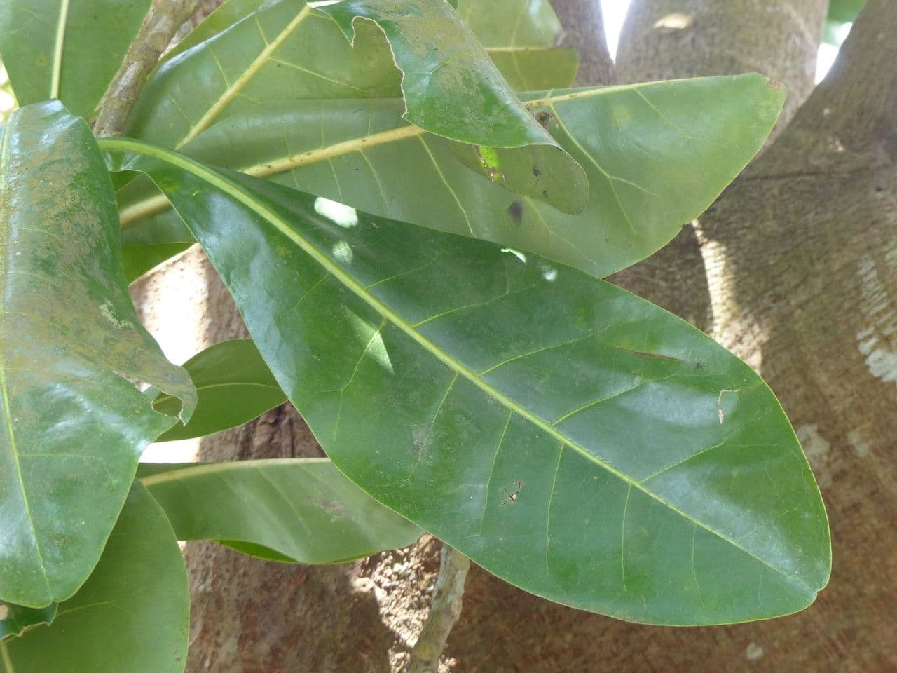 Barringtonia 26