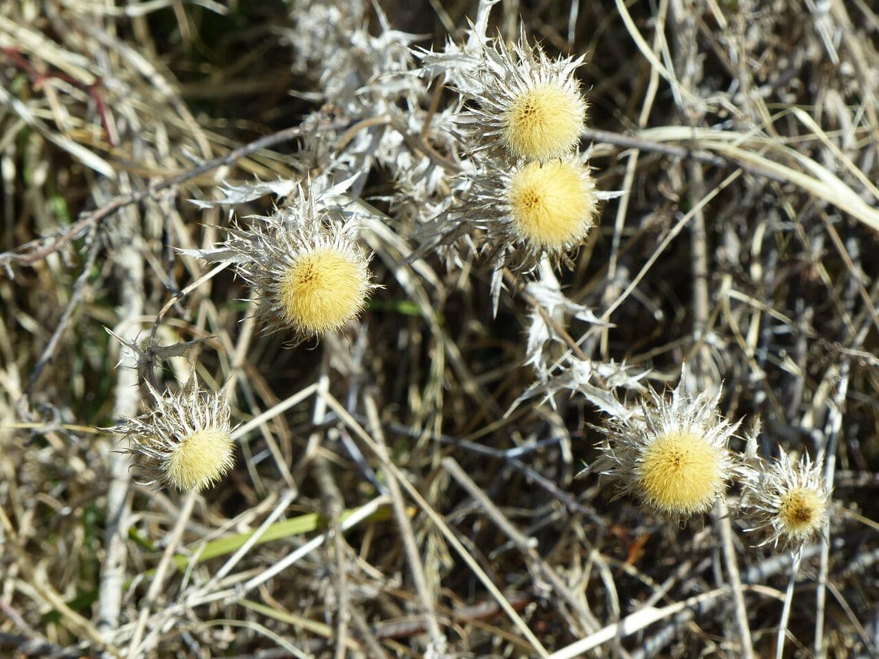 Carlina comune 26