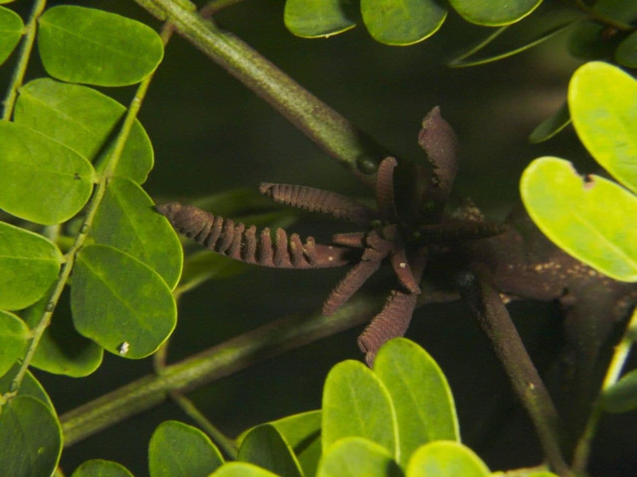 Stryphnodendron 22