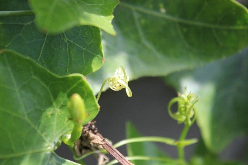 Melón escarlata 28