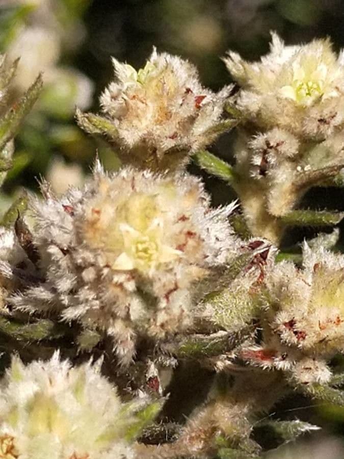 Phylica 2