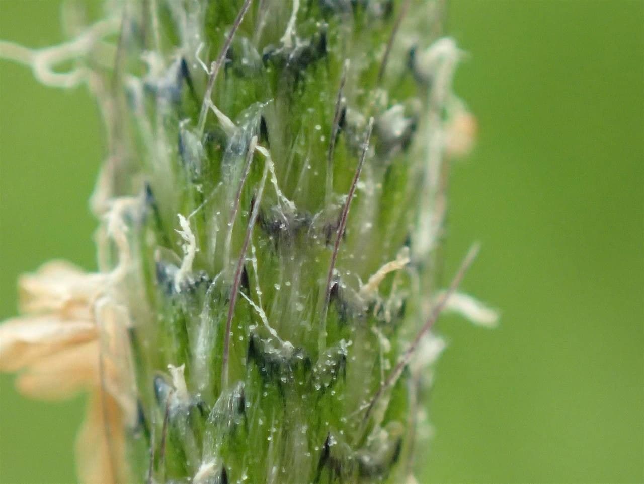 Marsh foxtail 24
